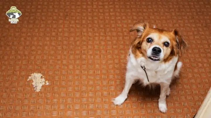 Nguyên Nhân Chó Bị Nhiễm Giun Sán