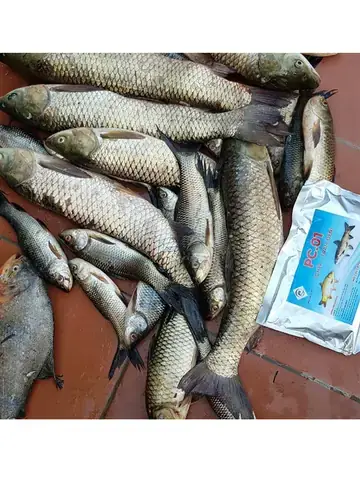 Trời Lạnh Cá Tra Ăn Mồi Gì? Tuyển Tập Mồi Câu Hiệu Quả - Aquatech