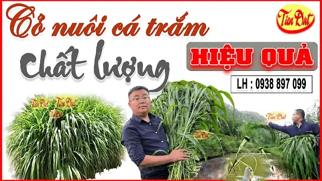 Chăm Sóc Và Quản Lý