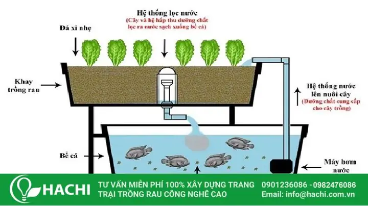 Mô Hình Aquaponics Là Gì?