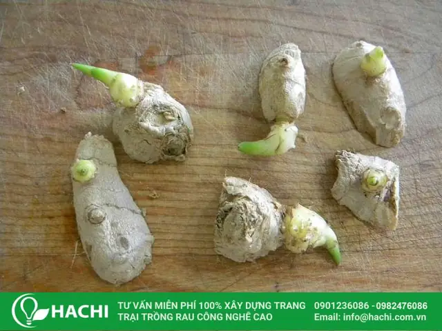 Cu Giong Gung De Trong Thuy Canh 1