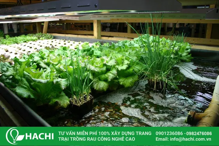 Các Loại Rau, Cây Có Thể Trồng Thủy Canh Kết Hợp Nuôi Cá