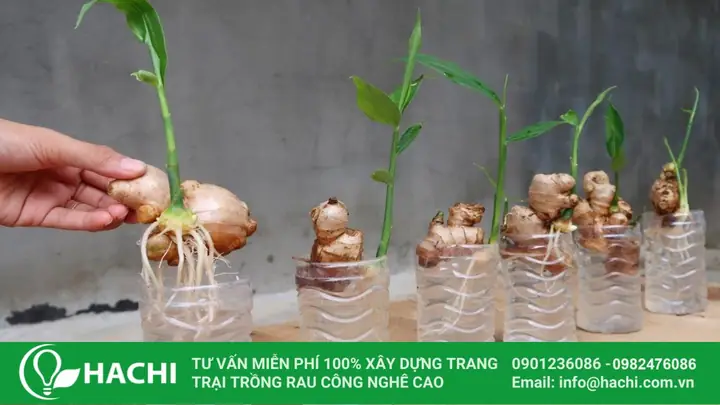 Trồng Gừng Thủy Canh