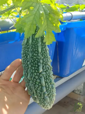 Dưới Đây Là Mô Hình Hệ Thống Trồng Rau Nuôi Cá 6 Khay Kết Hợp Trên Sân Thượng Do Cơ Sở Nhịp Sống Sạch Thiết Kế, Thi Công: