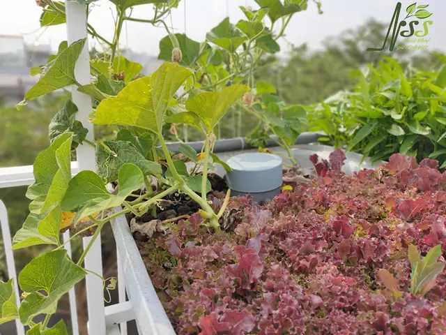 Dưới Đây Là Mô Hình Hệ Thống Trồng Rau Nuôi Cá 6 Khay Kết Hợp Trên Sân Thượng Do Cơ Sở Nhịp Sống Sạch Thiết Kế, Thi Công: