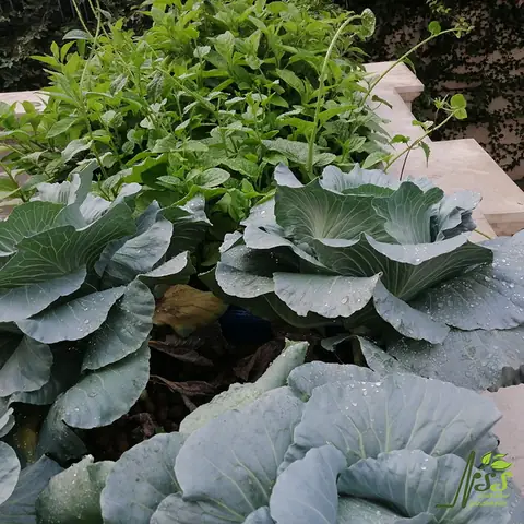 Dưới Đây Là Mô Hình Hệ Thống Trồng Rau Nuôi Cá 6 Khay Kết Hợp Trên Sân Thượng Do Cơ Sở Nhịp Sống Sạch Thiết Kế, Thi Công: