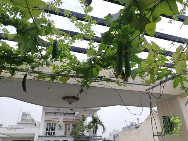 Dưới Đây Là Mô Hình Hệ Thống Trồng Rau Nuôi Cá 6 Khay Kết Hợp Trên Sân Thượng Do Cơ Sở Nhịp Sống Sạch Thiết Kế, Thi Công: