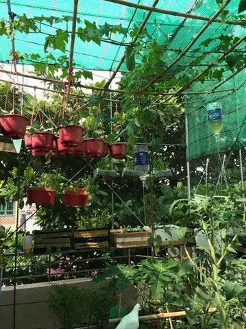 Nuôi Gà, Thả Cá, Trồng Rau Siêu Sạch Trên Sân Thượng 80m2