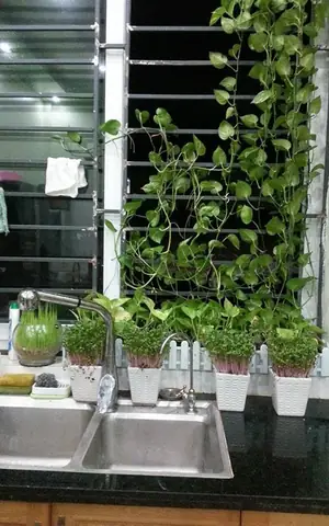 Nuôi Gà, Thả Cá, Trồng Rau Siêu Sạch Trên Sân Thượng 80m2