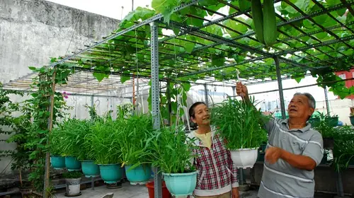 Trồng Vườn Rau Xanh Mướt “siêu Sạch” Trên Sân Thượng Gia Đình