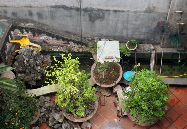 Nuôi Gà, Thả Cá, Trồng Rau Siêu Sạch Trên Sân Thượng 80m2