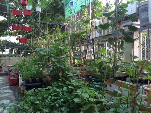 Nuôi Gà, Thả Cá, Trồng Rau Siêu Sạch Trên Sân Thượng 80m2