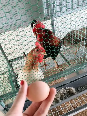 Nuôi Gà, Thả Cá, Trồng Rau Siêu Sạch Trên Sân Thượng 80m2