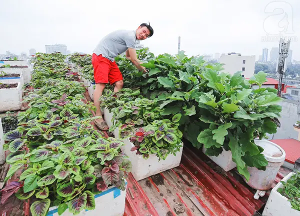 Nuôi Gà, Thả Cá, Trồng Rau Siêu Sạch Trên Sân Thượng 80m2