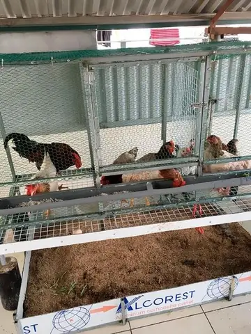 Nuôi Gà, Thả Cá, Trồng Rau Siêu Sạch Trên Sân Thượng 80m2