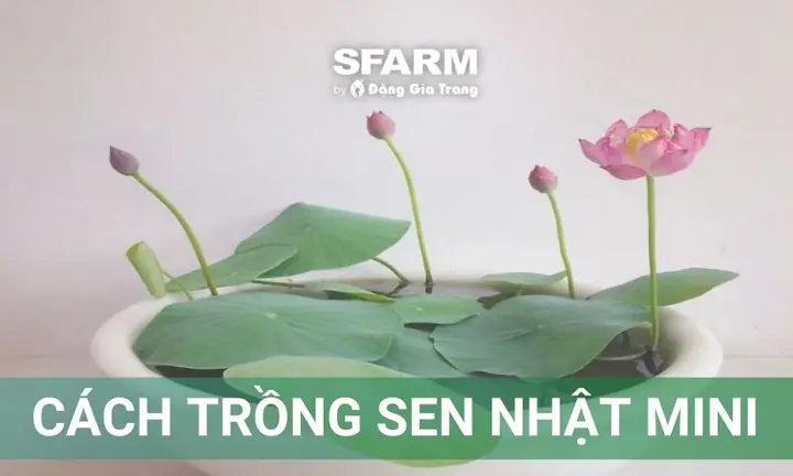Hướng Dẫn Cách Trồng Sen Nhật Mini Cho Hoa Lung Linh