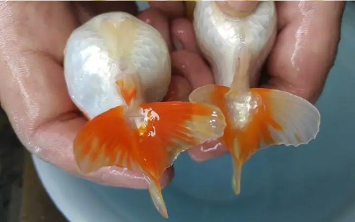 Trứng Cá 3 Đuôi Là Gì? Cách Nhận Biết, Giá Trị Và Những Điều Cần Biết