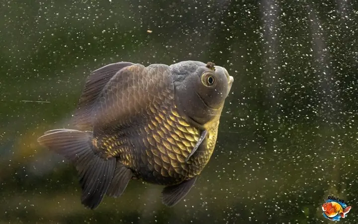 Trứng Cá 3 Đuôi Là Gì? Cách Nhận Biết, Giá Trị Và Những Điều Cần Biết