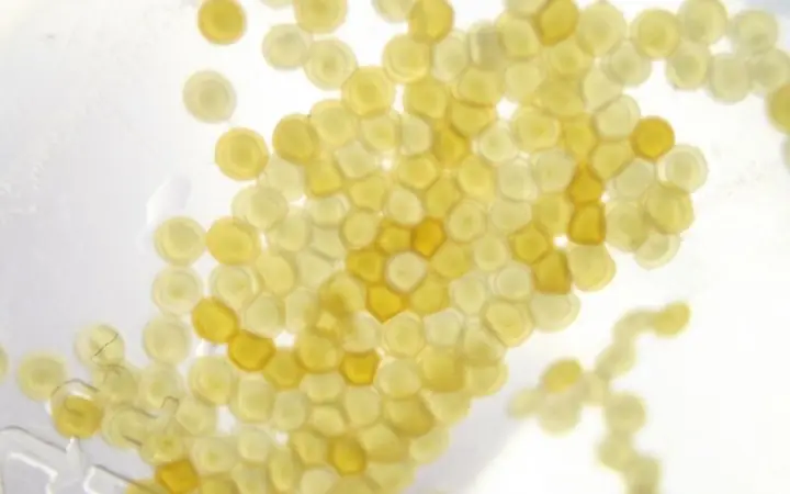 Trứng Cá 3 Đuôi Là Gì? Cách Nhận Biết, Giá Trị Và Những Điều Cần Biết