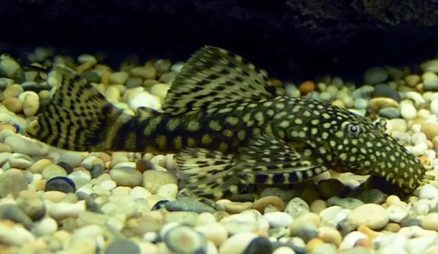 Cá Dọn Bể Là Gì?