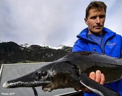 Trứng Cá Muối Siêu Sang – “vàng Đen Trên Bàn Tiệc”