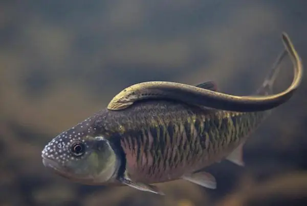 Giả Vờ Giao Phối, Cá Mút Đá Cái Giữ Trứng Lại Cho Bạn Tình Hoàn Hảo