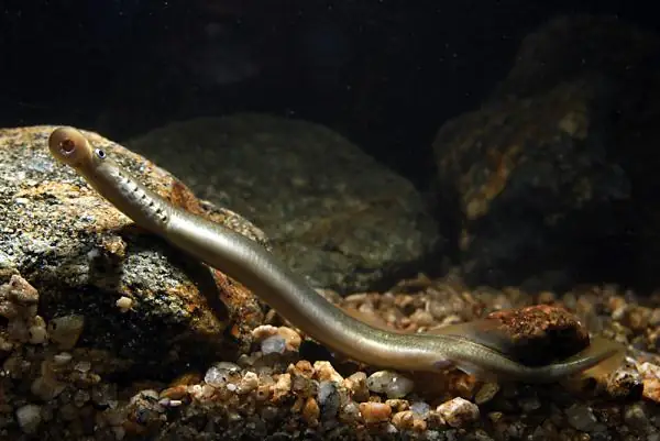 Giả Vờ Giao Phối, Cá Mút Đá Cái Giữ Trứng Lại Cho Bạn Tình Hoàn Hảo