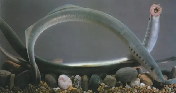 Giả Vờ Giao Phối, Cá Mút Đá Cái Giữ Trứng Lại Cho Bạn Tình Hoàn Hảo