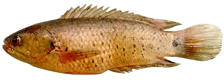 Kỹ Thuật Sinh Sản Nhân Tạo Cá Rô Đồng