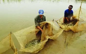 Sản Xuất Giống Cá Trắm Cỏ Chính Vụ – Tạp Chí Thủy Sản Việt Nam