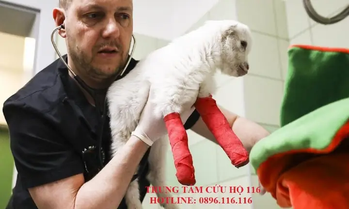 Lưu Ý: Trung Tâm Cứu Hộ 116không Cứu Hộ Chó Mèomà Chúng Tôi Chỉ Tổng Hợp 10 Địa Chỉ Cứu Hộ Chó Mèo Trên Toàn Quốc Cho Quý Khách! Lưu Ý: Trung Tâm Cứu Hộ 116không Cứu Hộ Chó Mèomà Chúng Tôi Chỉ Tổng Hợp 10 Địa Chỉ Cứu Hộ Chó Mèo Trên Toàn Quốc Cho Quý Khách!