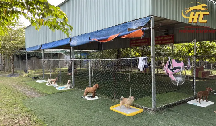 Trường Huấn Luyện Chó Cần Thơ