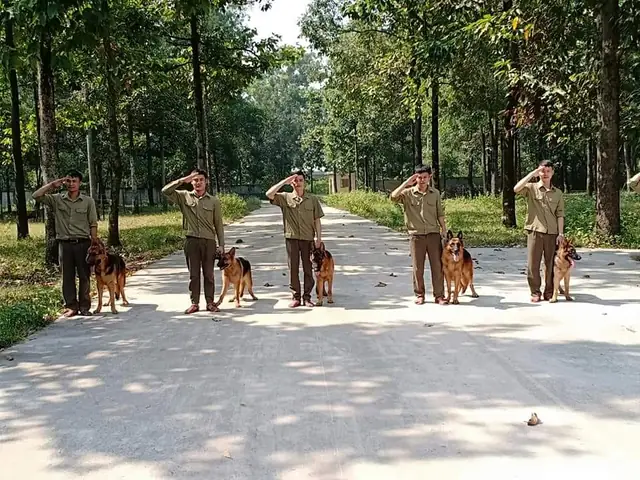 Trung Tâm Huấn Luyện Chó Cảnh