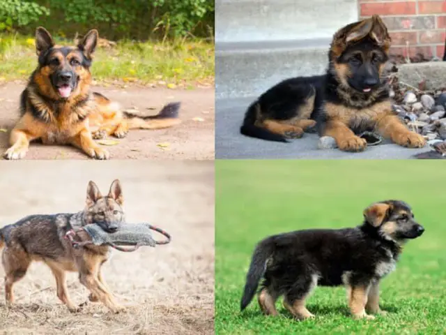 Trung Tâm Huấn Luyện Chó Saigon Dog