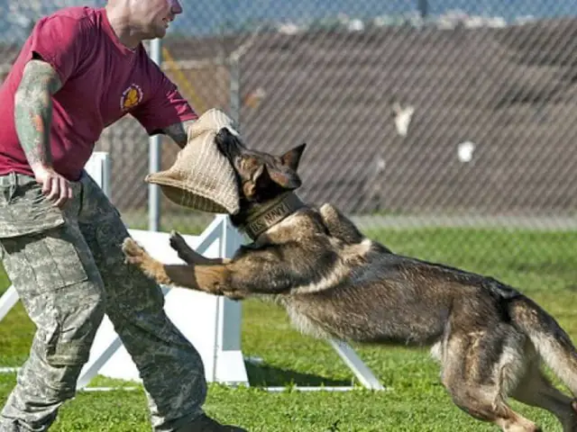 Trung Tâm Huấn Luyện Chó Vương Khuyển