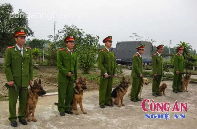 Trung Tâm Huấn Luyện Chó Nghệ An Trung Tâm Huấn Luyện Chó Nghệ An