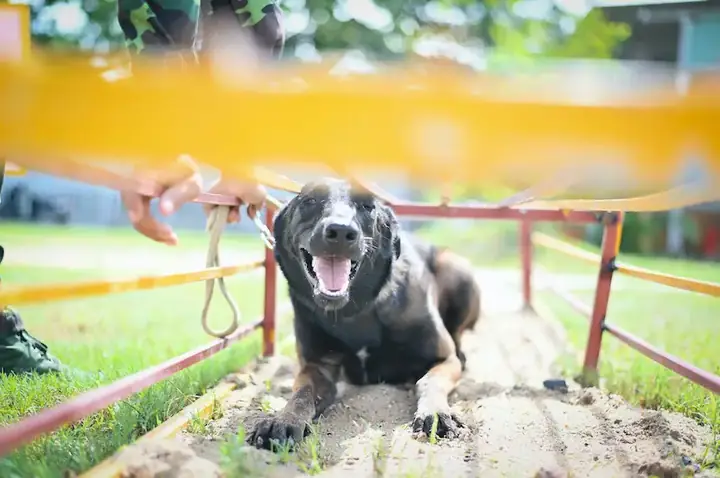 Trung Tâm Huấn Luyện Chó Nghiệp Vụ Quân Khuyển