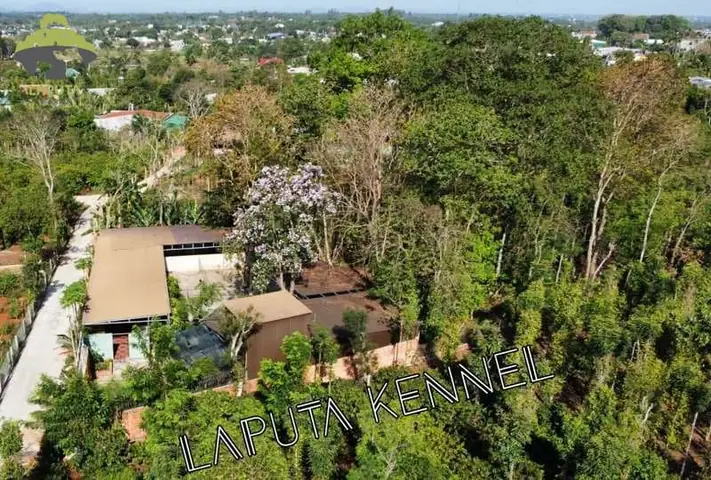 Trường Huấn Luyện Chó Poodle Laputa Farm