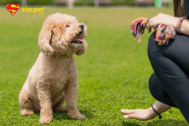 Bảng Giá Tham Khảo Dịch Vụ Huấn Luyện Chó Poodle Tại Hà Nội