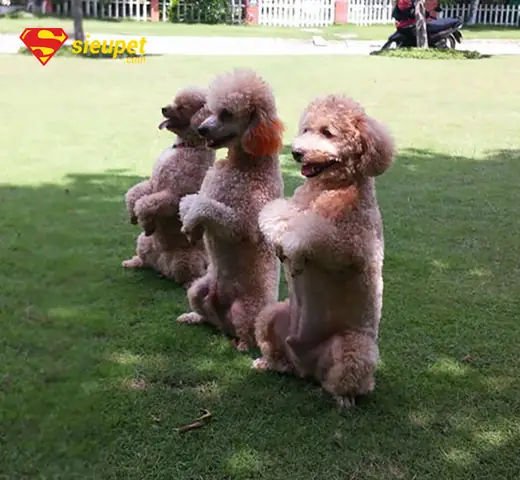 Lợi Ích Khi Huấn Luyện Chó Poodle