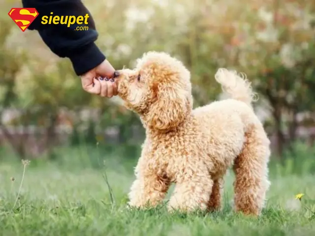 Tại Sao Cần Đưa Chó Poodle Đi Trung Tâm Huấn Luyện