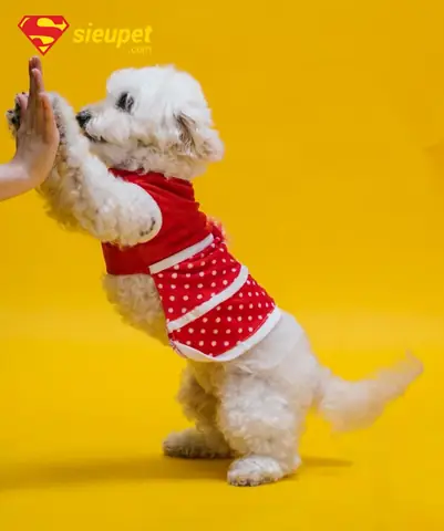 Danh Sách Trung Tâm Huấn Luyện Chó Poodle Uy Tín Tại Hà Nội