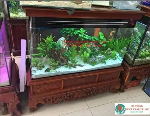 Hệ Thống Bể Cá Cảnh Tài Lộc
