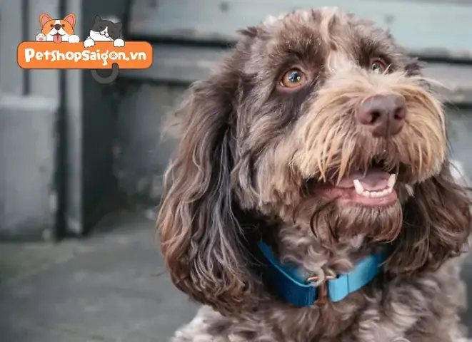 Làm Xương Bằng Bông Cho Chó