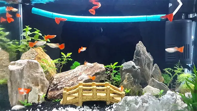 Cách Cho Cá Bảy Màu Ăn Đúng Cách? Cá Bảy Màu Ngày Cho Ăn Mấy Lần?