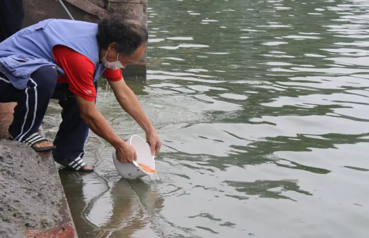 Ý Nghĩa Tục Lệ Thả Cá Chép Trong Ngày 23 Tháng Chạp