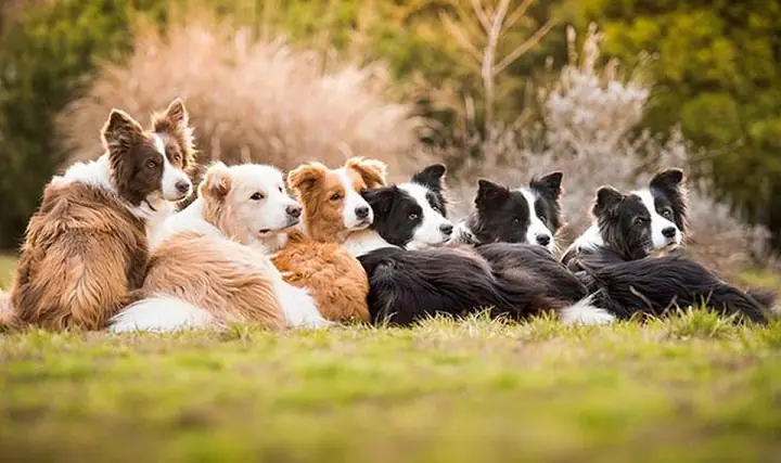 Tuổi Thọ Của Chó Là Bao Nhiêu?