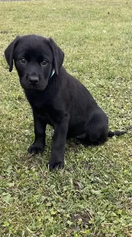 Đặc Điểm Tổng Quan Về Giống Chó Rottweiler