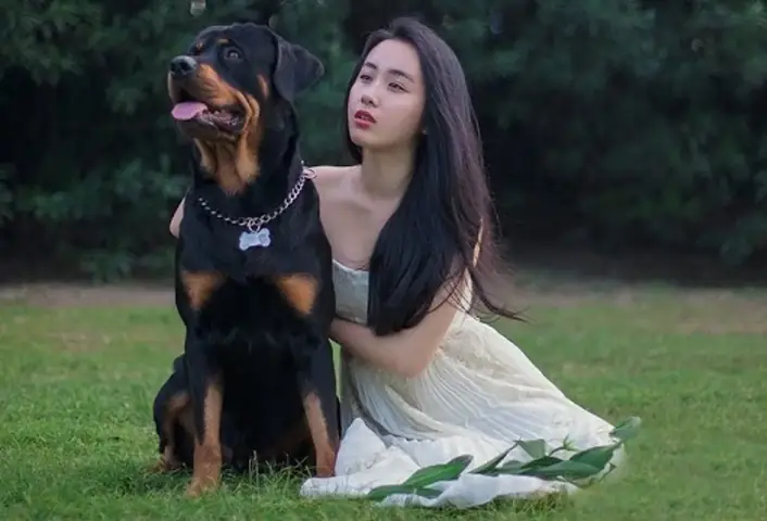 Tuổi Thọ Của Chó Rottweiler