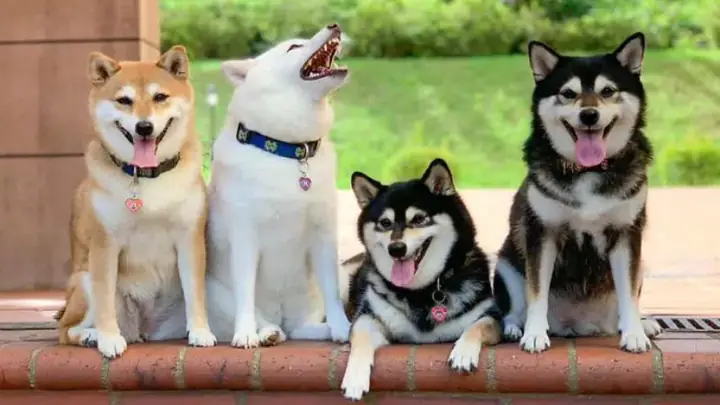 Thức Ăn Của Chó Shiba Thức Ăn Của Chó Shiba